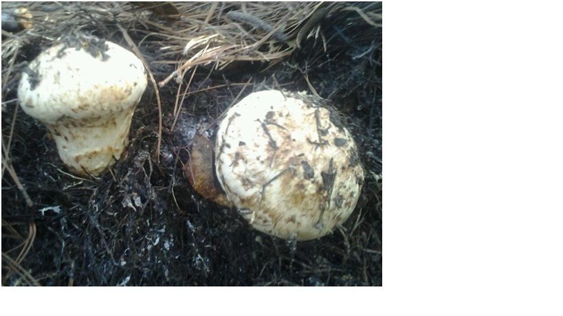 Top Quality Dried Tricholoma Matsutake