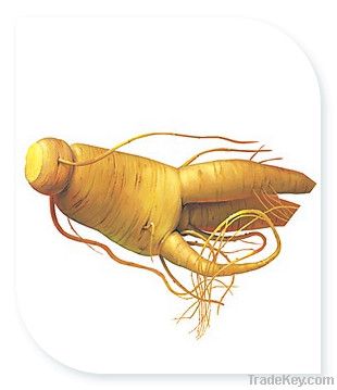 Panax Ginseng Extract