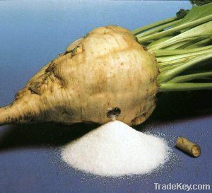 Beet Sugar with EUR 1 &amp; T2L EXW/DAP