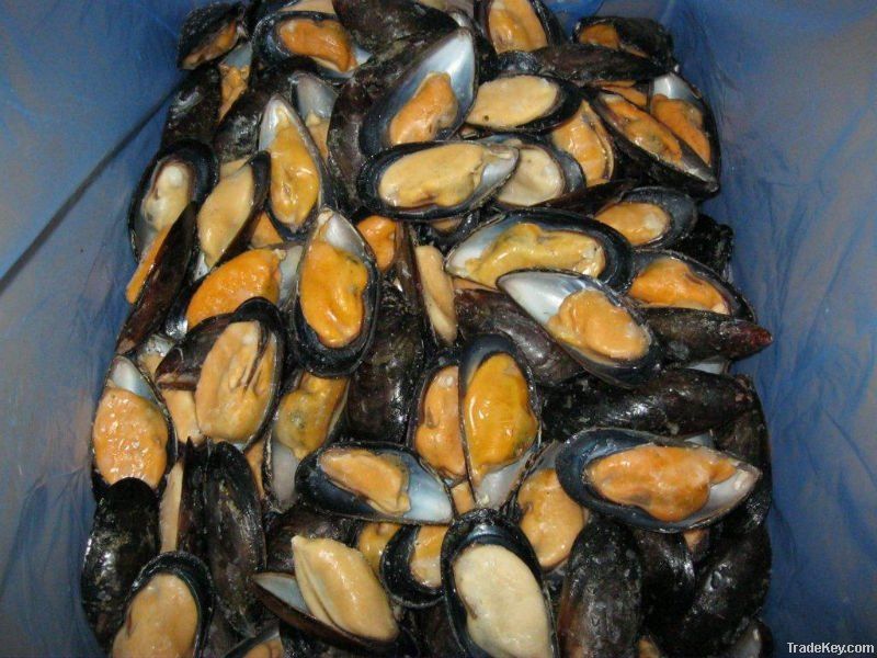 IQF Mussel Meat Half-Shell (Fully Cooked)