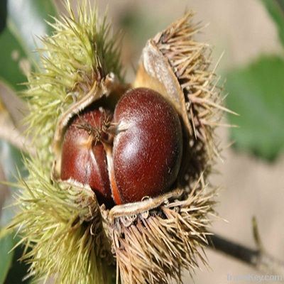 New Crop Fresh Chestnut--the best Chinese chestnuts species