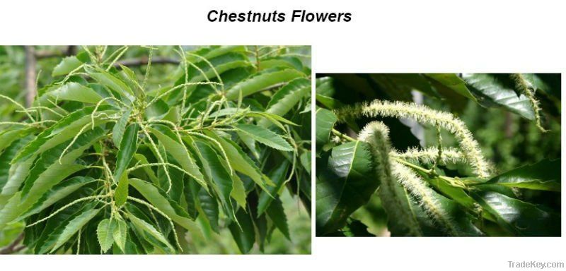 Sweet Fresh Chestnut