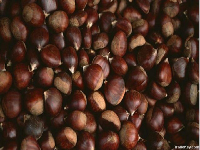 New Organic Fresh Chestnut