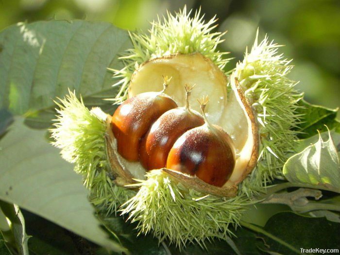 Chestnut Kernel Roasted