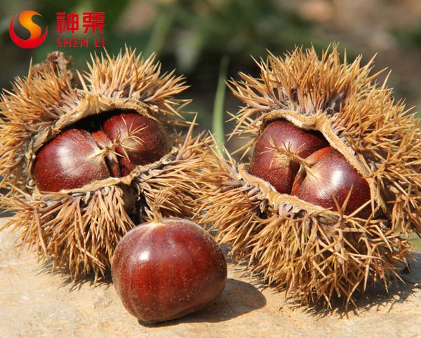 Chinese Roasted chestnut 