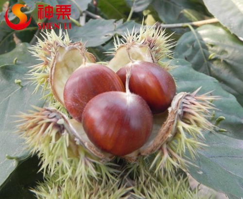 Best taste &amp; quality fresh chestnuts