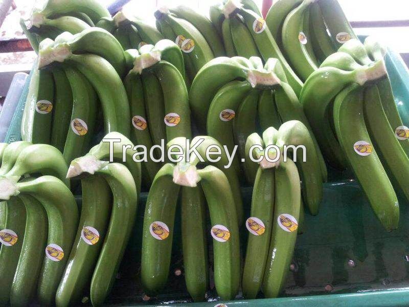 Unripe Banana Fruit