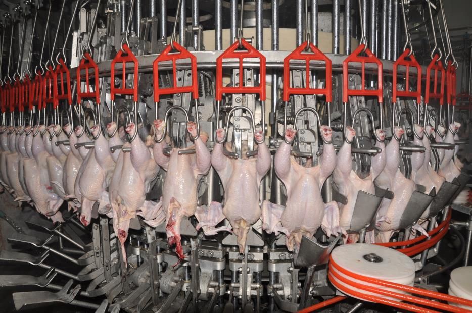 chicken slaughterhouse