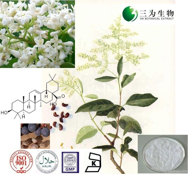 Ligustrum lucidum extract, 98% Oleanolic acid