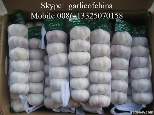 Chinese Best Quality Fresh white garlic