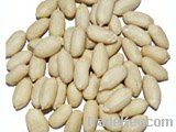 Raw Blanched Peanut Kernels