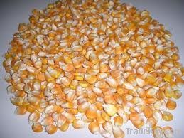 yellow corn