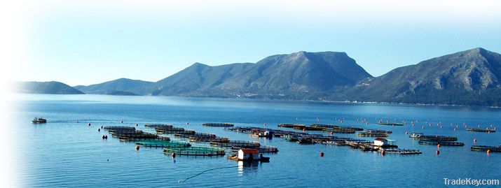 Aquaculture Consultancy Services