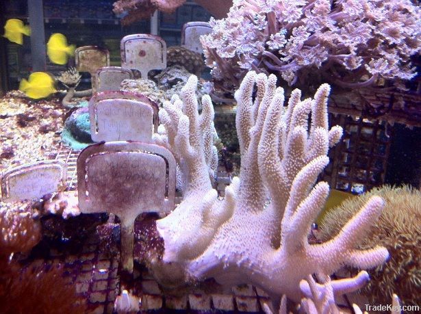 Aquariums and Ornamentals