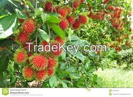 fresh rambutan