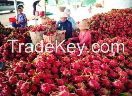 fresh dragon fruit