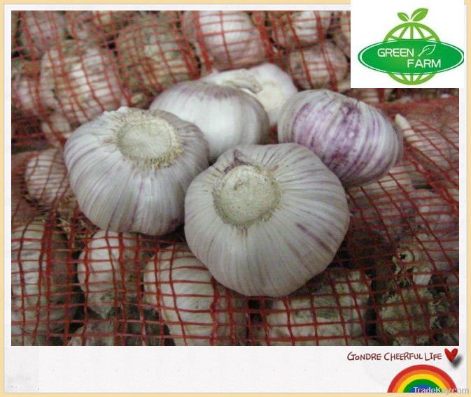 the most competitive garlic in china