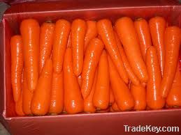 FRESH CARROT