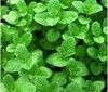 Spearmint oil CAS 6485-40-1