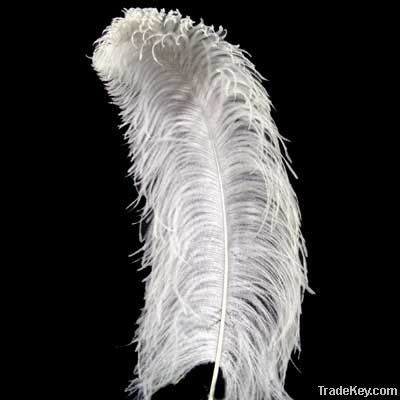 Ostrich Feathers for sale