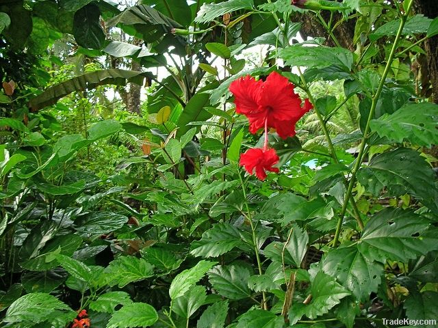 South Pacific Hibiscus Flowers