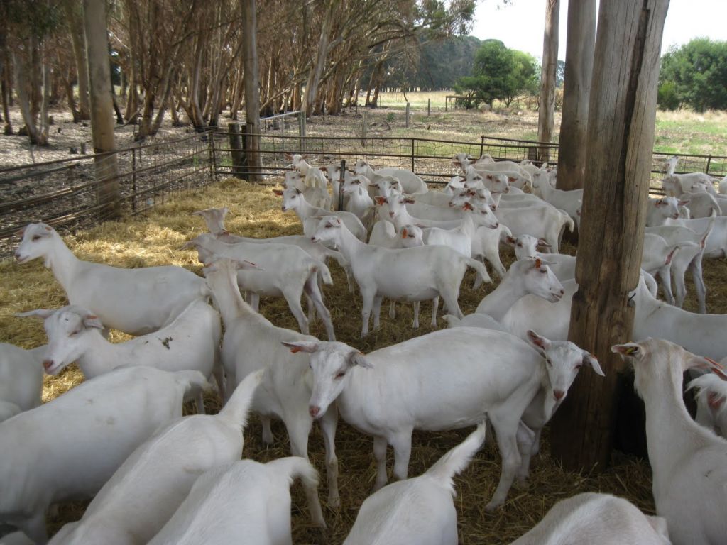 Saanen Goats 