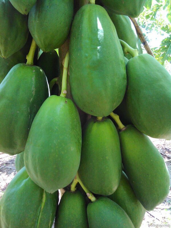 Red Lady Papaya