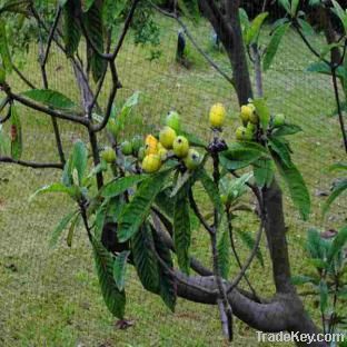 Anti-Bird Netting