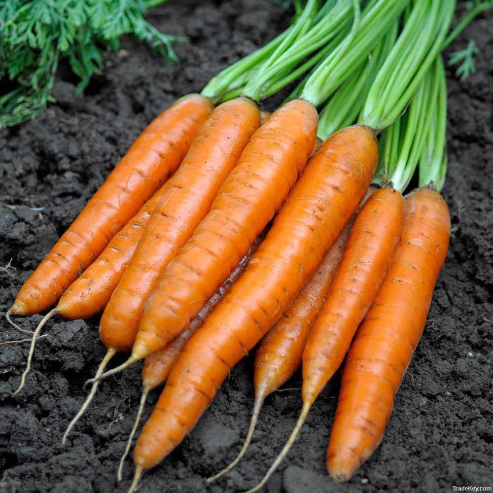 Fresh Carrots