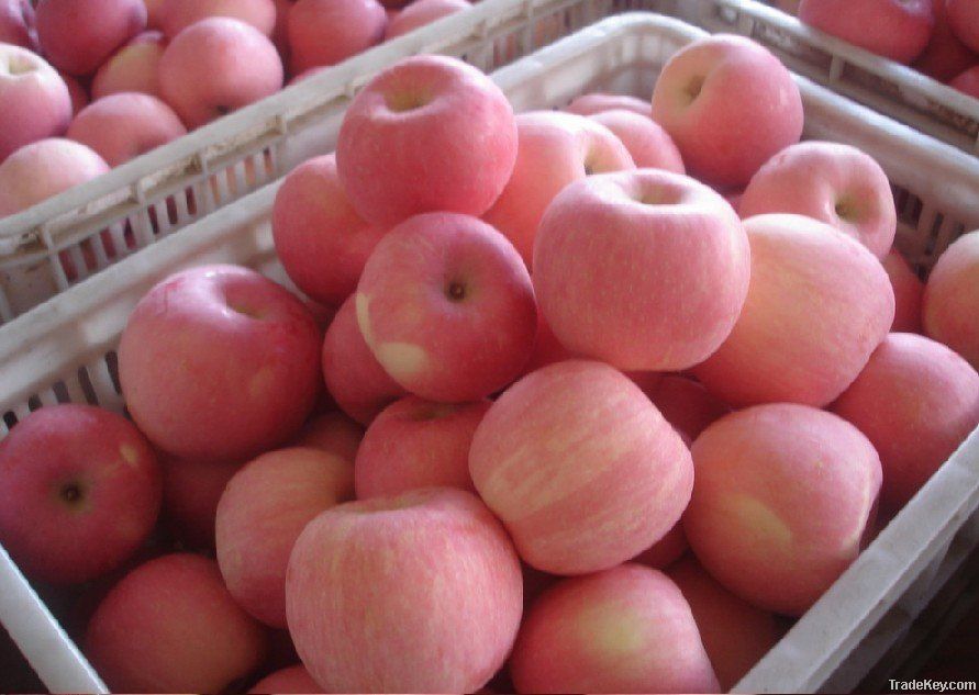 Fresh Red Delicious Apples