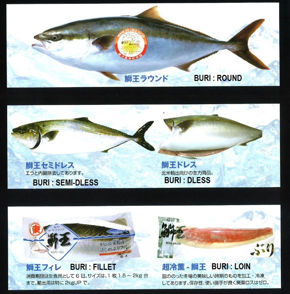 Farmed yellow tail