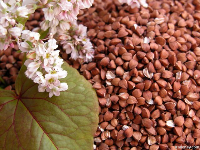 Buckwheat