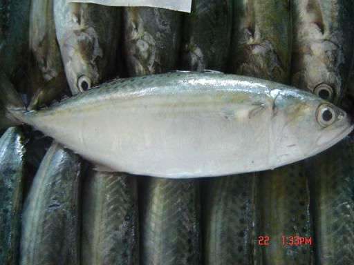 Frozen Indian Mackerel