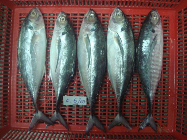 frozen horse mackerel