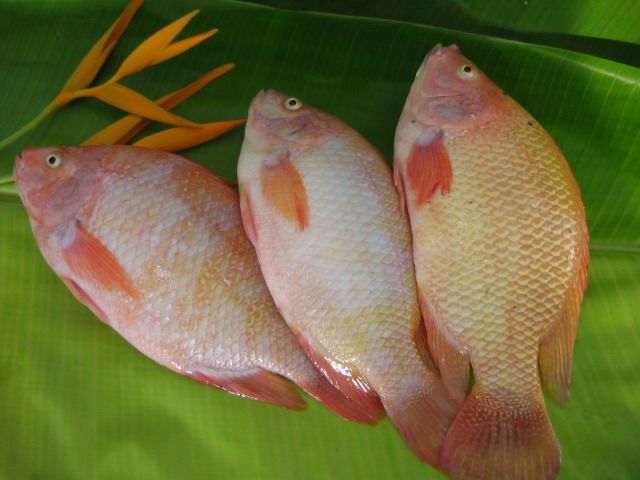 Frozen Red Tilapia