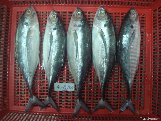 FROZEN HORSE MACKEREL CHEAPEST PRICE