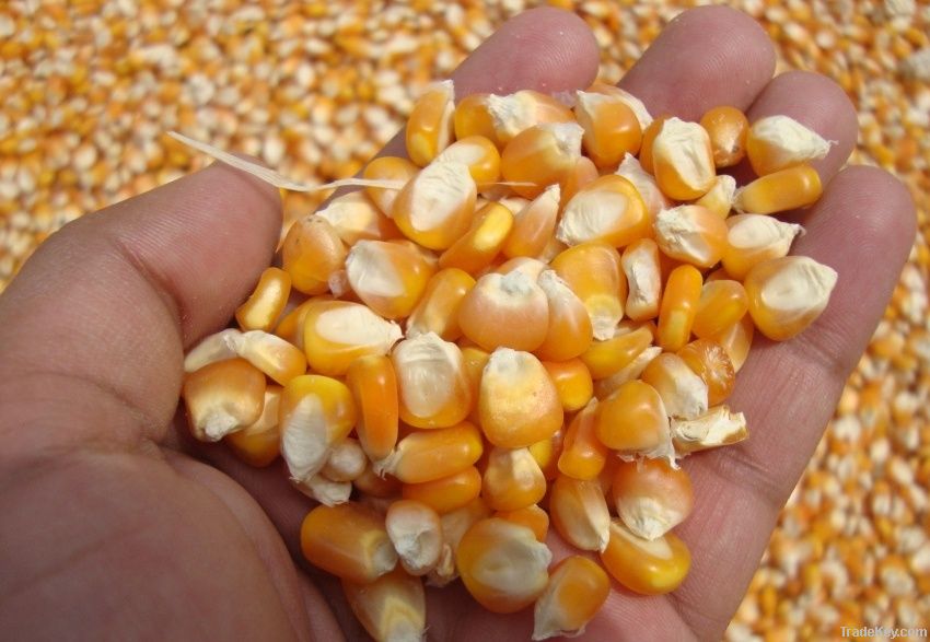 Maize | Maize Exporter | Corn Grain Seller | Maize Buyer | Bulk Maize Grain Importer | Corn bean Buyer | Corn bean Wholesaler | Corn Grain Manufacturer | Best Quality Corn Grain | Cheap Maize Supplier | Low Price Corn | Yellow Corn | White Cron | Baby Mai