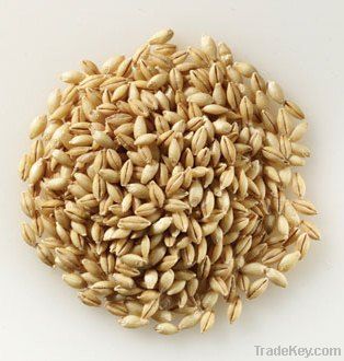 Barley