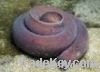 Live Hagfish (California)