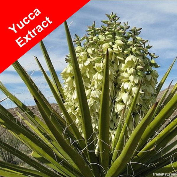 Yucca Extract