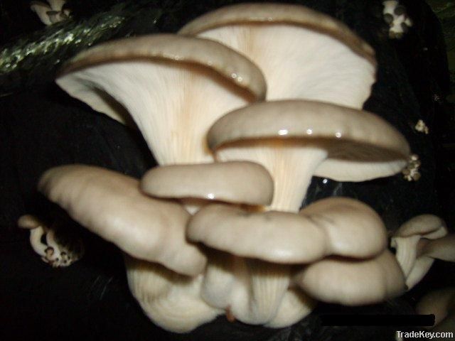 Oyster Mushroom