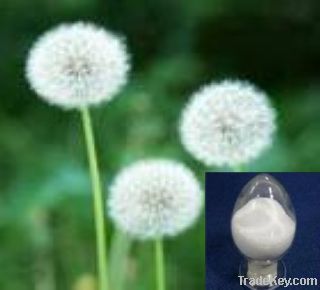 Dandelion extract