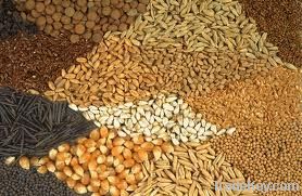 Agricultural Grain &amp; Seeds