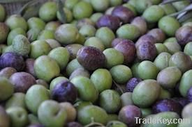 Fresh Black and Green Olives