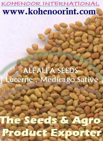 Alfalfa Seeds  ( Lucerne , Medicago Sativa ), Sesbania Seeds