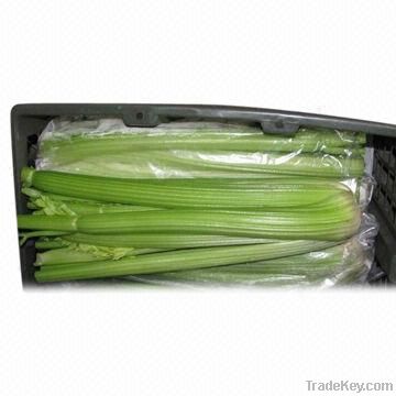 Fresh Celery