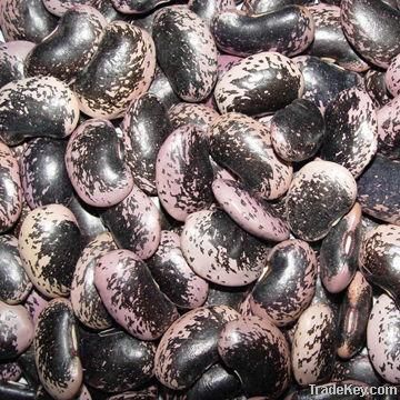 Large Black Speckled Kidney Beans