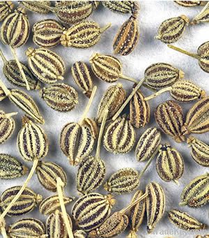 Ajwain Oil