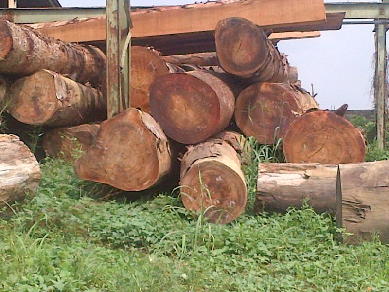 Hardwood and Softwood in logs and sawn timber