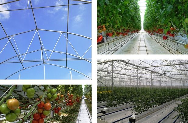 Multi-Tunnel Greenhouse Structure